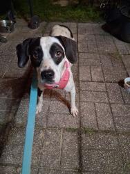 Reunited Unknown Dog last seen Wild Horse Dr and P.J. Adams Pkwy, Crestview, FL 32536