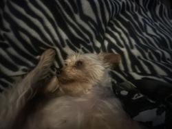 Reunited Female Dog last seen Indian blanket street, Las Vegas, NV 89143