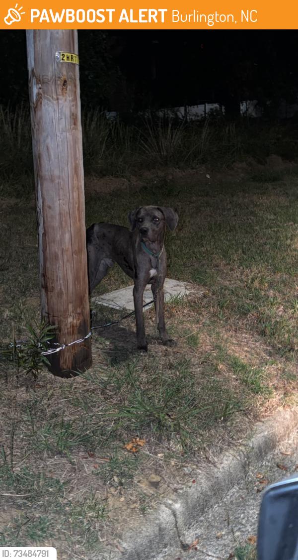 Found/Stray Male Dog last seen Around Tucker st, Burlington, NC 27216