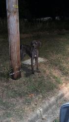 Found/Stray Male Dog last seen Around Tucker st, Burlington, NC 27216