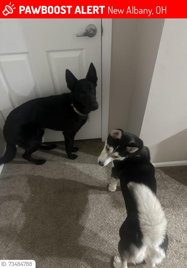 Lost Female Dog last seen Albany wood blvd, Harlem Rd, New Albany, OH 43054
