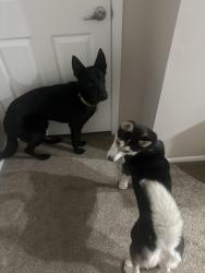 Lost Female Dog last seen Albany wood blvd, Harlem Rd, New Albany, OH 43054