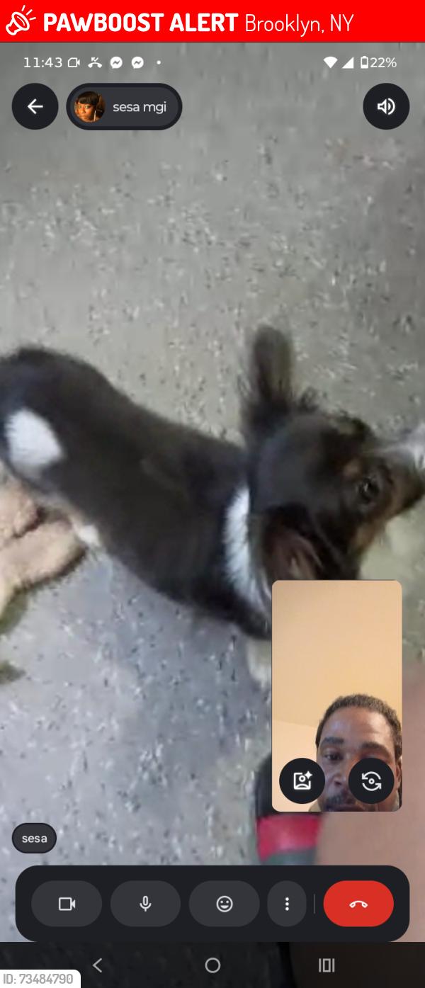 Lost Female Dog last seen Mother Gaston and Belmont by the Laundromat, Brooklyn, NY 11212