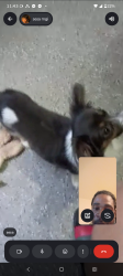 Lost Female Dog last seen Mother Gaston and Belmont by the Laundromat, Brooklyn, NY 11212