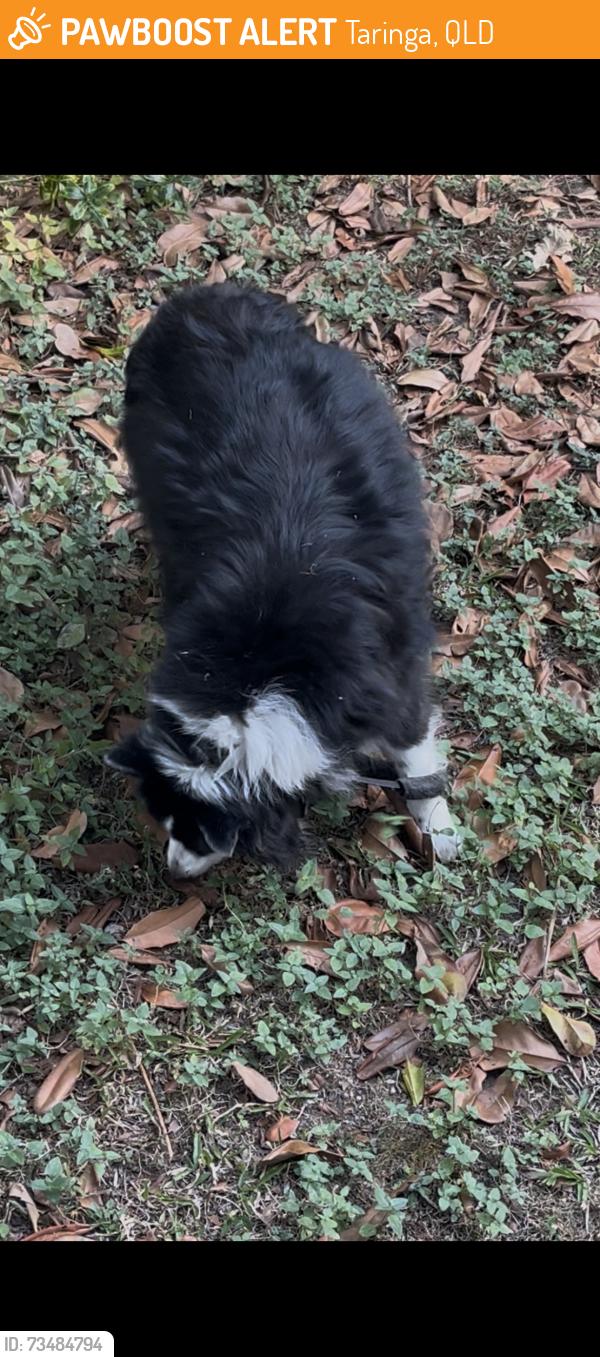 Found/Stray Unknown Dog last seen Unit 5, 20 rokeby terrace, Taringa, QLD 4068