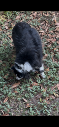 Found/Stray Unknown Dog last seen Unit 5, 20 rokeby terrace, Taringa, QLD 4068