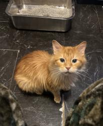 Reunited Male Cat last seen Near Strickland St, Dallas, TX 75216, USA, Dallas, TX 75216