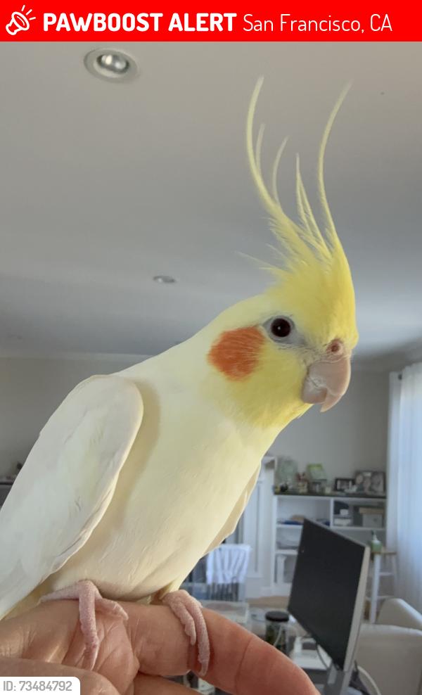 Lost Male Bird last seen Grafton & Granada, San Francisco, CA 94112