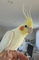 Lost Male Bird last seen Grafton & Granada, San Francisco, CA 94112