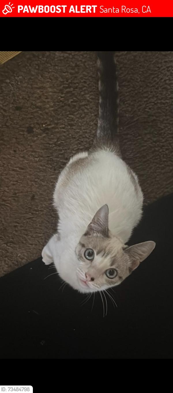 Lost Female Cat last seen Santa Rosa by redwood union bank and train tracks, Santa Rosa, CA 95401