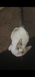 Lost Female Cat last seen Santa Rosa by redwood union bank and train tracks, Santa Rosa, CA 95401