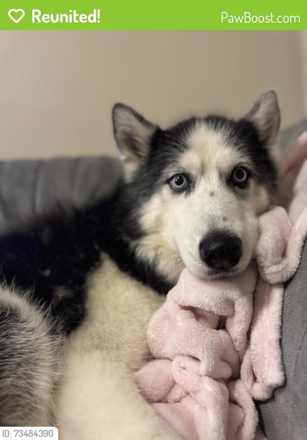 Reunited Female Dog last seen Magnolia Ave and Payne Ave, Saint Paul, MN 55130
