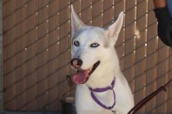 Shelter Stray Female Dog last seen Near Santa Monica Avenue, San Diego, CA, 92107, 5500 Gaines St, San Diego, CA 92110, USA
