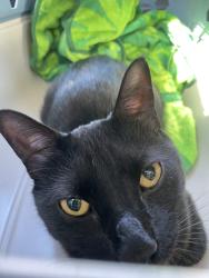Reunited Male Cat last seen Oltorf & Burleson, building 3 of chandelier apmts, Austin, TX 78741