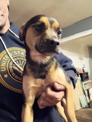 Found/Stray Male Dog last seen Princess Dr, St. Louis, MO 63136