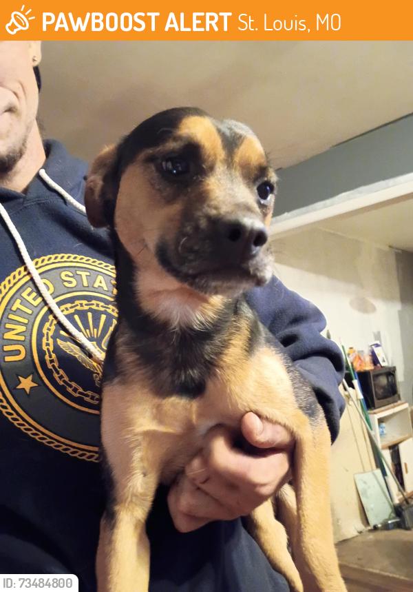 Found/Stray Male Dog last seen Princess Dr, St. Louis, MO 63136