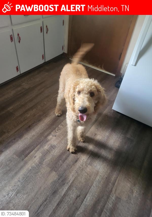 Lost Male Dog last seen Hwy 15, Middleton, TN 38052