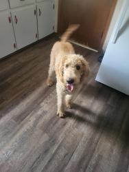 Lost Male Dog last seen Hwy 15, Middleton, TN 38052