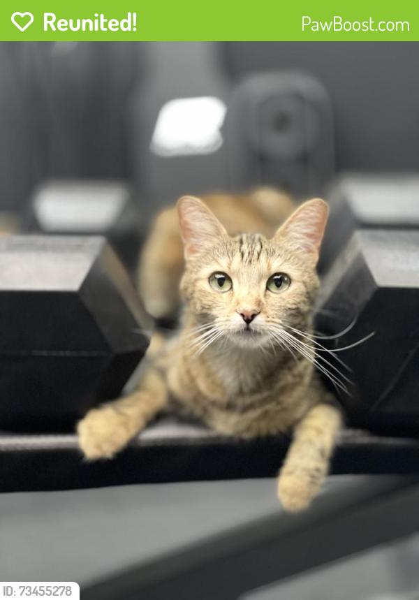 Reunited Female Cat last seen Southern oak drive, Winchester, CA 92596