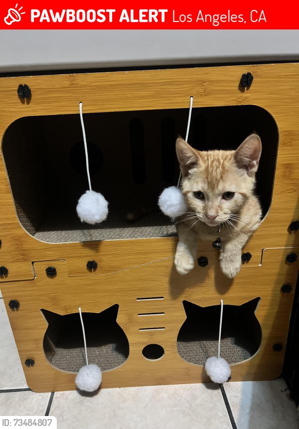 Lost Male Cat last seen Near Lincoln park, Los Angeles, CA 90031