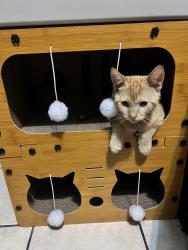 Lost Male Cat last seen Near Lincoln park, Los Angeles, CA 90031