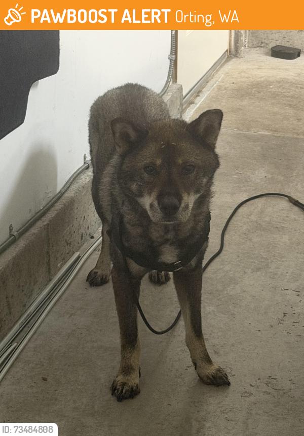 Found/Stray Male Dog last seen Found running the hwy, Orting, WA 98360