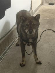 Found/Stray Male Dog last seen Found running the hwy, Orting, WA 98360