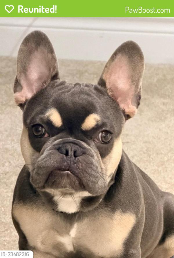 Reunited Male Dog last seen Dean & Cypress Glen Pl, Orlando, FL 32825