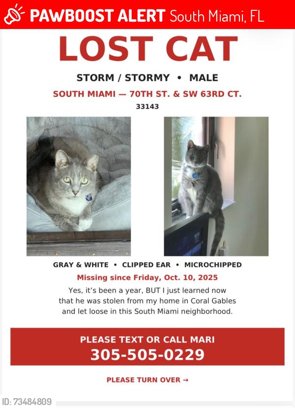 Lost Male Cat last seen Sunset Dr. and 63 Court, South Miami, FL 33143