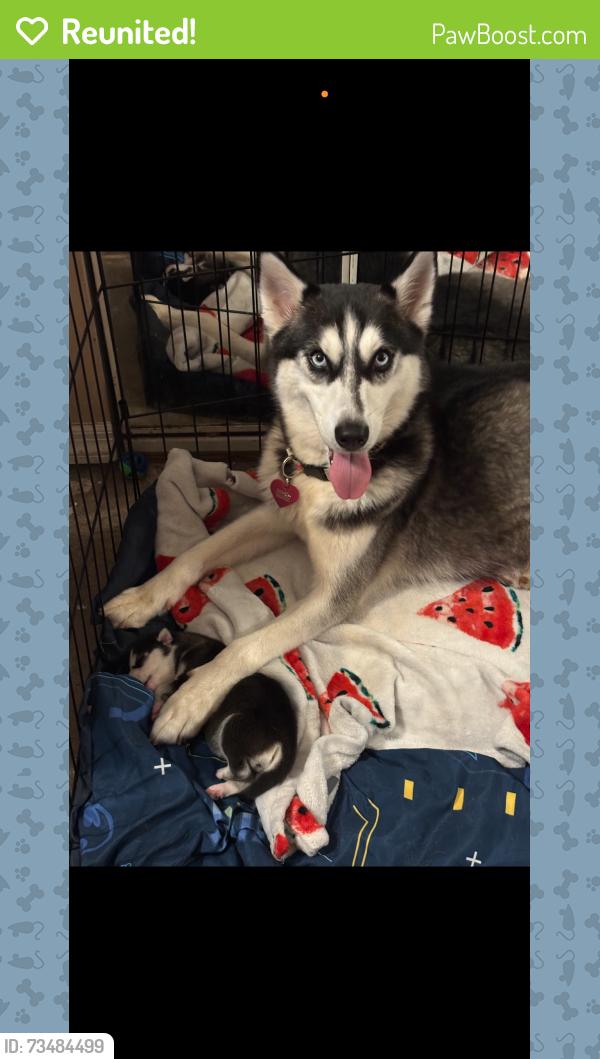 Reunited Female Dog last seen Nova road Florida gun exchange, Ormond Beach, FL 32174