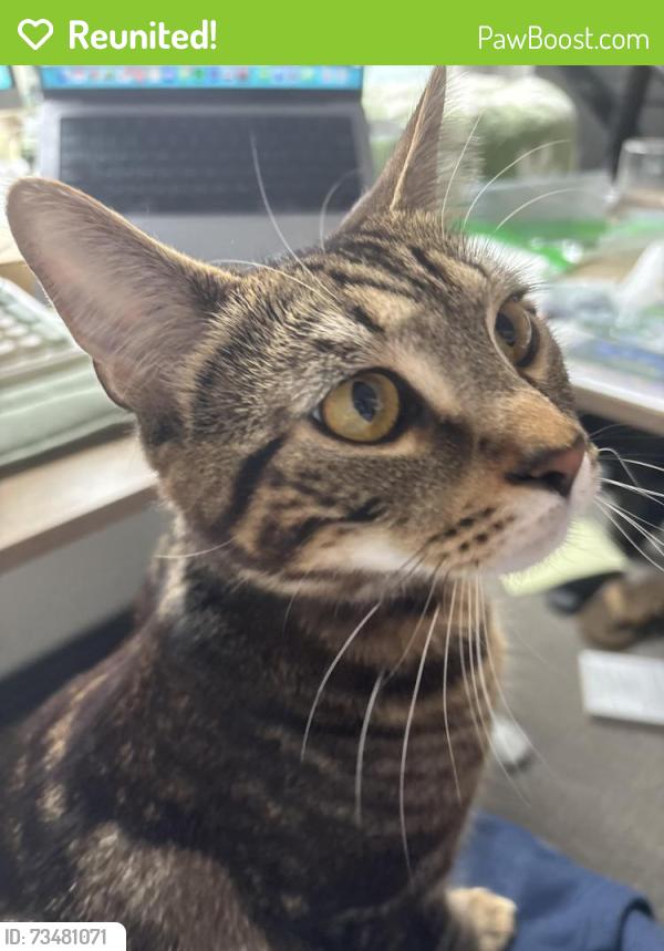 Reunited Female Cat last seen Near North 27th Street, Tacoma, WA, USA, Tacoma, WA 98407