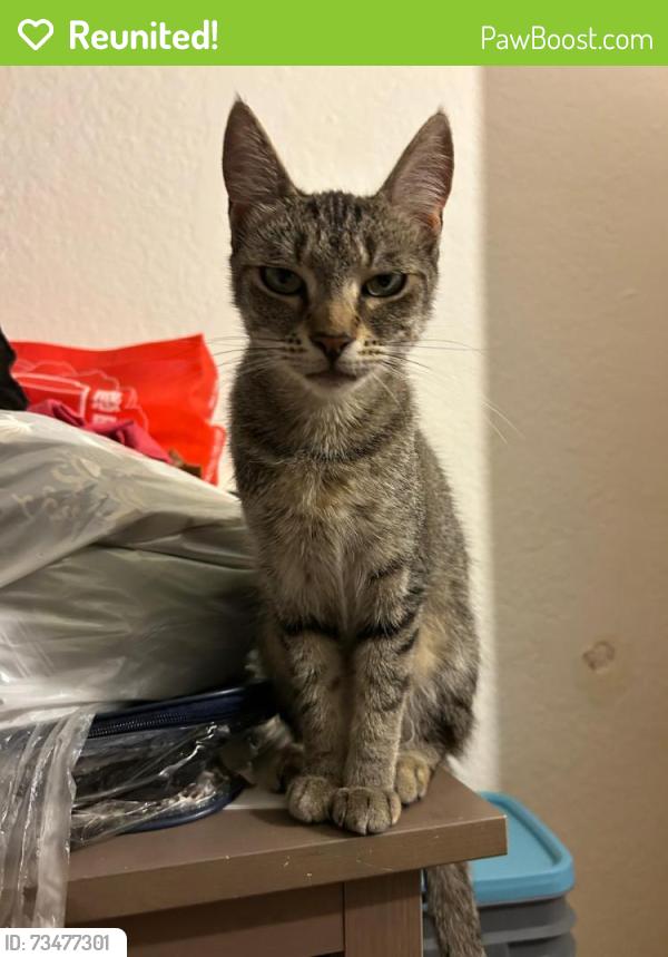 Reunited Female Cat last seen Stanford st and Washington ave, Santa Monica, CA 90403
