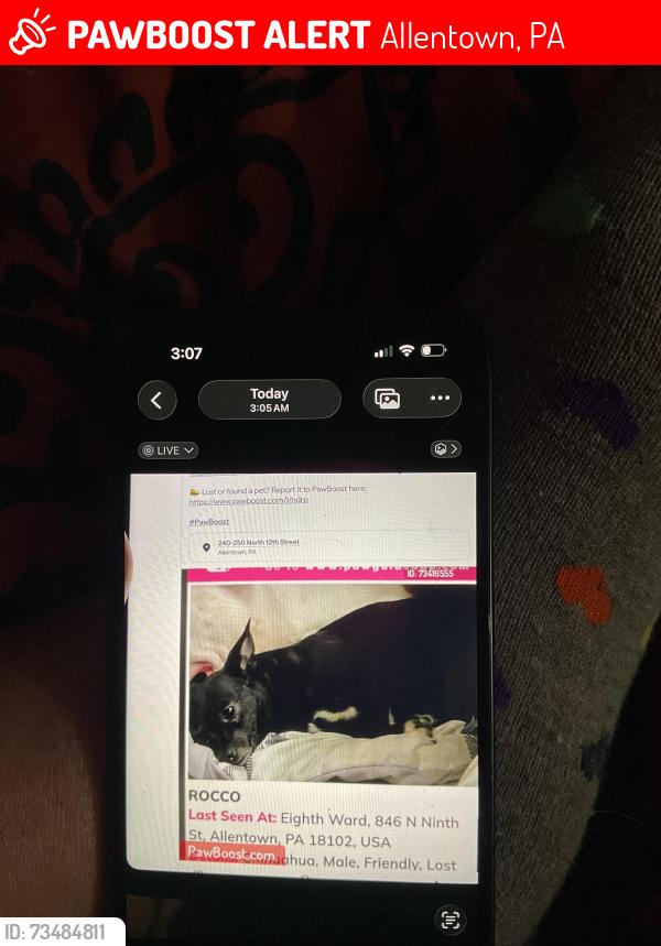 Lost Male Dog last seen It was said today he was seen on Hanover, Allentown, PA 18102