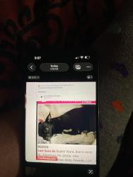 Lost Male Dog last seen It was said today he was seen on Hanover, Allentown, PA 18102