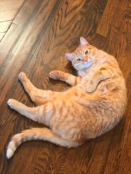 Reunited Male Cat last seen Throop and Putnam, Brooklyn, NY 11221