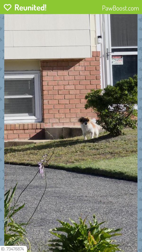 Reunited Male Dog last seen Vaughn/ Windsor Ave, Toms River, NJ 08753