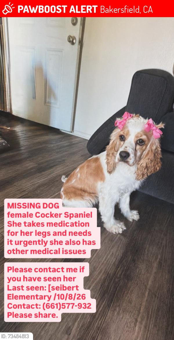 Lost Male Dog last seen [seibert Elementary, Bakersfield, CA 93304