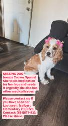 Lost Male Dog last seen [seibert Elementary, Bakersfield, CA 93304