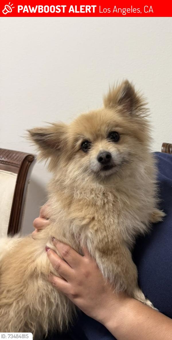 Lost Male Dog last seen 42nd street and Broadway Los Angeles, Los Angeles, CA 90037