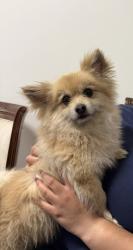Lost Male Dog last seen 42nd street and Broadway Los Angeles, Los Angeles, CA 90037