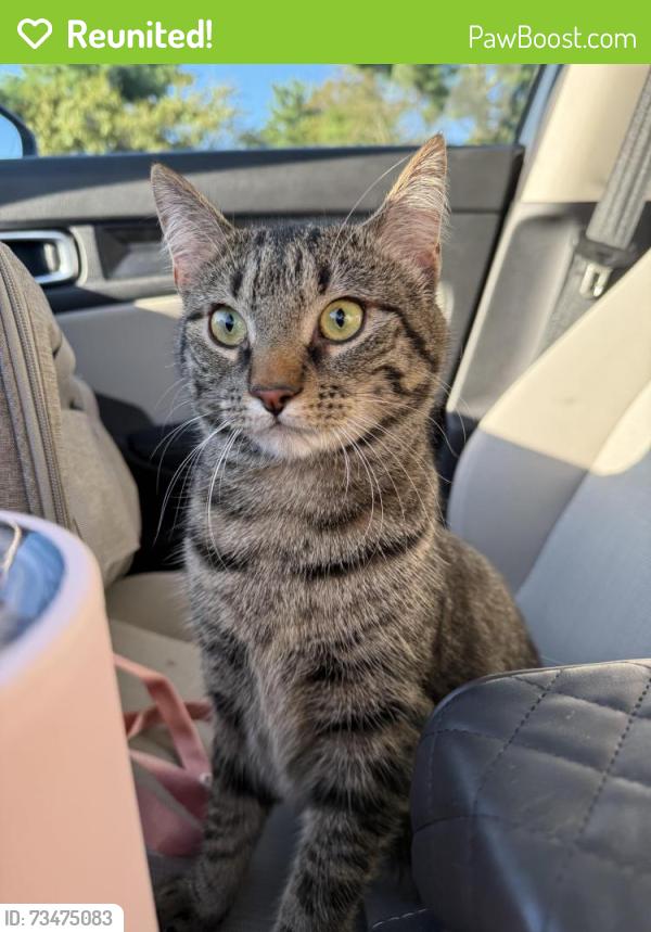 Reunited Male Cat last seen Redwood Drive and Highfields Road, Clinton, NJ 08809