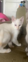 Lost Male Cat last seen S washington st, Beverly Hills, FL 34465
