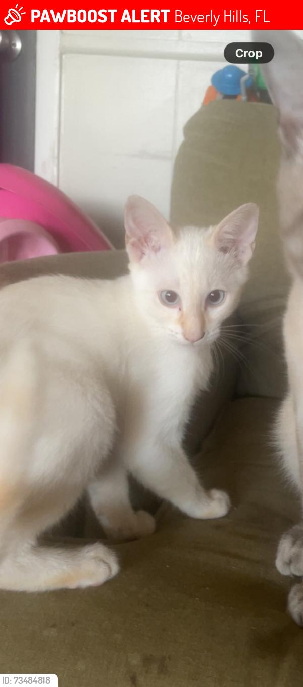 Lost Male Cat last seen S washington st, Beverly Hills, FL 34465