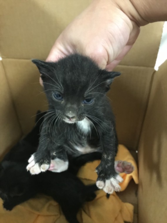 Shelter Stray Female Cat last seen , West Valley Animal Shelter, 20655 Plummer St, Chatsworth, CA 91311, USA