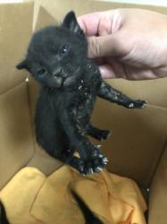 Shelter Stray Male Cat last seen , West Valley Animal Shelter, 20655 Plummer St, Chatsworth, CA 91311, USA