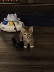 Shelter Stray Female Cat last seen FILLMORE AND POTRANCO, 4710 TX-151, San Antonio, TX 78227, USA