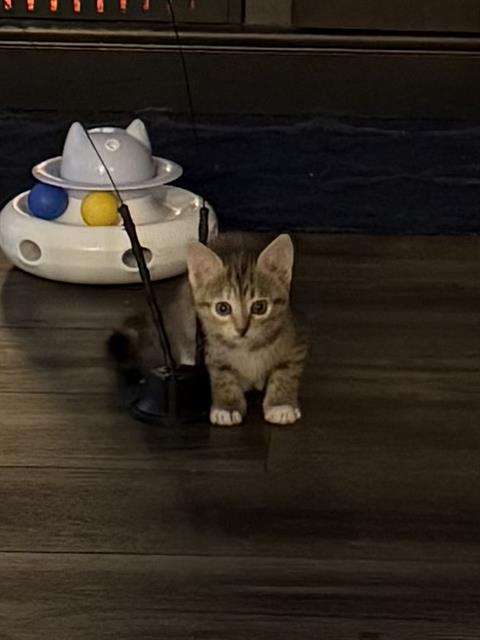 Shelter Stray Female Cat last seen FILLMORE AND POTRANCO, 4710 TX-151, San Antonio, TX 78227, USA