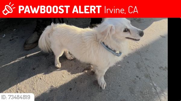 Lost Male Dog last seen Jamboree in front of sprouts market place, Irvine, CA 92602