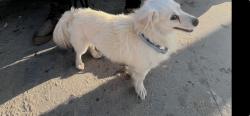 Lost Male Dog last seen Jamboree in front of sprouts market place, Irvine, CA 92602