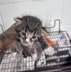 Shelter Stray Male Cat last seen S RIVERSIDE AVE & W VALLEY BLVD, RIALTO, CA, 92376, USA, 333 Chandler Pl, San Bernardino, CA 92408, USA